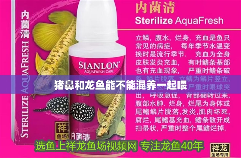 豬鼻和龍魚能不能混養(yǎng)一起喂