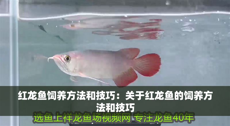 紅龍魚飼養(yǎng)方法和技巧：關(guān)于紅龍魚的飼養(yǎng)方法和技巧