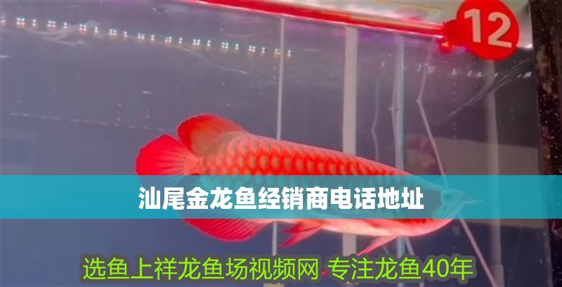汕尾金龍魚經銷商電話地址
