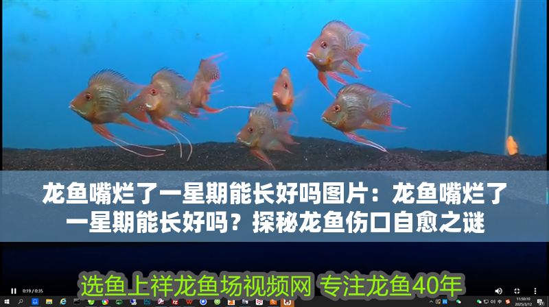 龍魚嘴爛了一星期能長好嗎圖片：龍魚嘴爛了一星期能長好嗎？探秘龍魚傷口自愈之謎