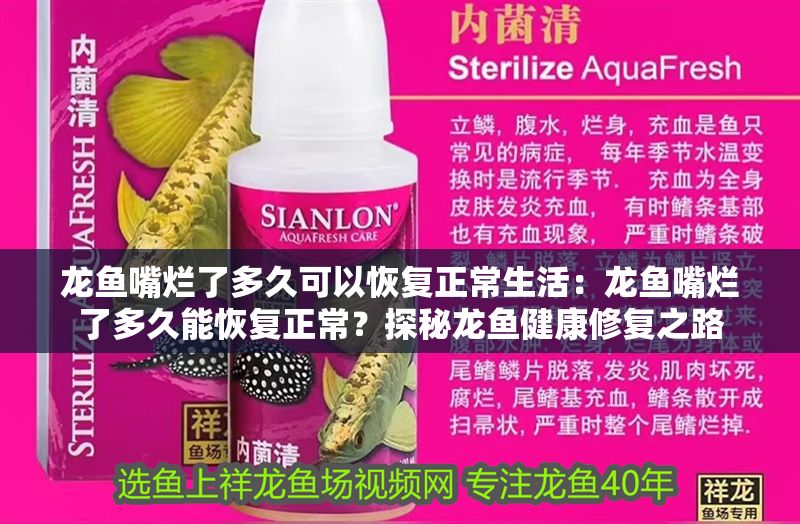 龍魚嘴爛了多久可以恢復正常生活：龍魚嘴爛了多久能恢復正常？探秘龍魚健康修復之路