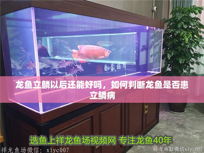 龍魚立麟以后還能好嗎，如何判斷龍魚是否患立鱗病