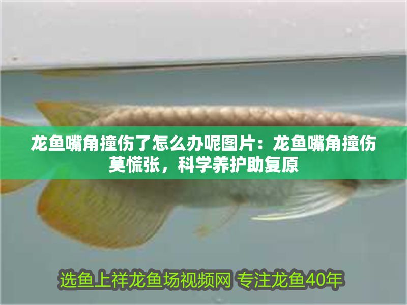 龍魚嘴角撞傷了怎么辦呢圖片：龍魚嘴角撞傷莫慌張，科學(xué)養(yǎng)護(hù)助復(fù)原