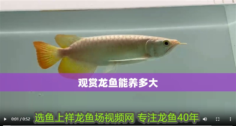 觀賞龍魚(yú)能養(yǎng)多大