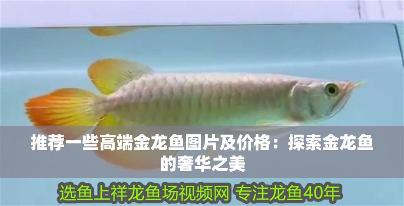 推薦一些高端金龍魚圖片及價格：探索金龍魚的奢華之美