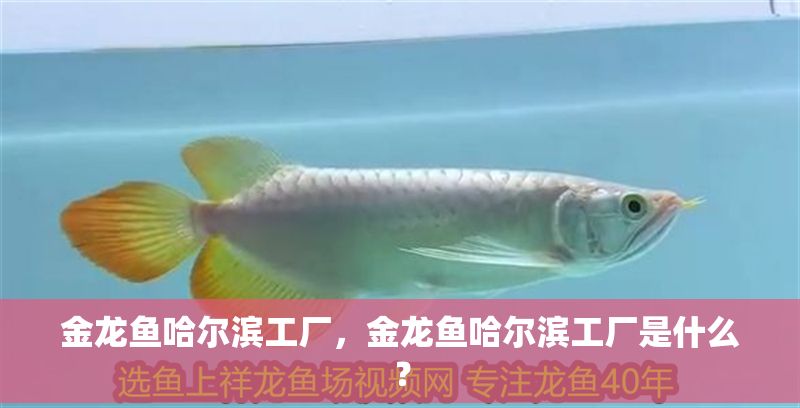 金龍魚哈爾濱工廠，金龍魚哈爾濱工廠是什么？