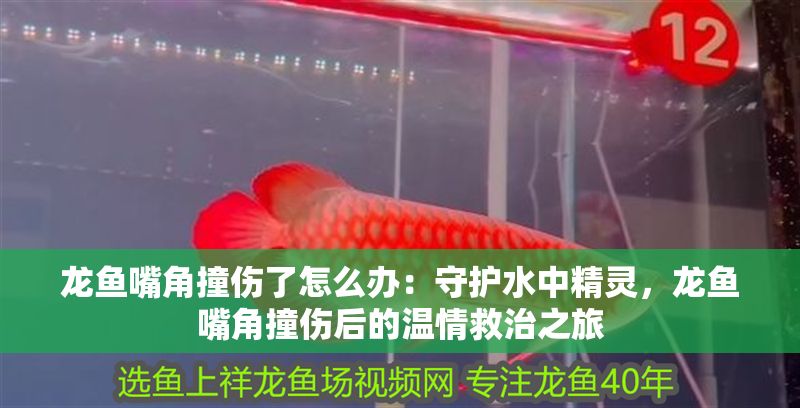龍魚嘴角撞傷了怎么辦：守護水中精靈，龍魚嘴角撞傷后的溫情救治之旅