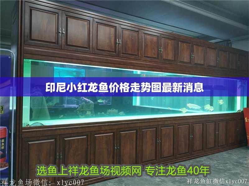 印尼小紅龍魚價格走勢圖最新消息 印尼小紅龍魚價格走勢圖最新消息 龍魚百科