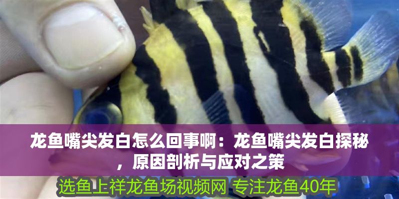 龍魚嘴尖發白怎么回事啊：龍魚嘴尖發白探秘，原因剖析與應對之策