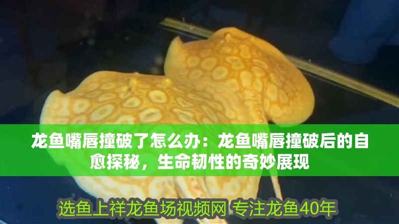 龍魚嘴唇撞破了怎么辦：龍魚嘴唇撞破后的自愈探秘，生命韌性的奇妙展現