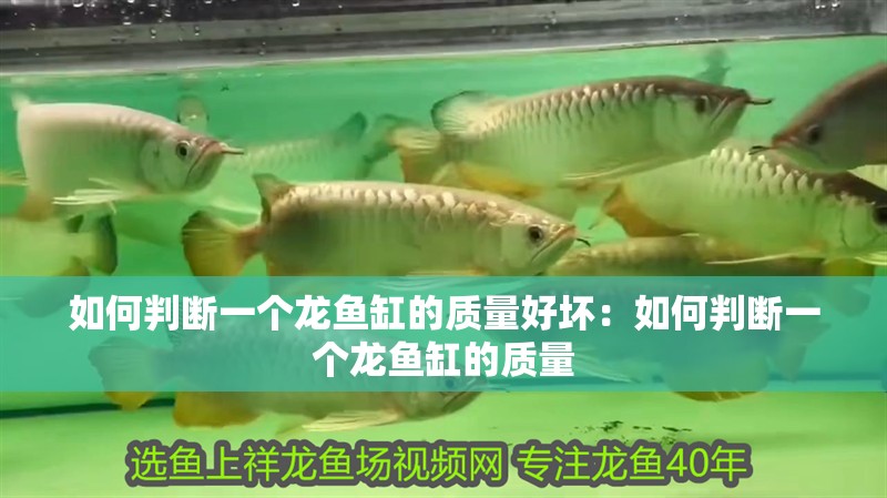 如何判斷一個龍魚缸的質量好壞：如何判斷一個龍魚缸的質量