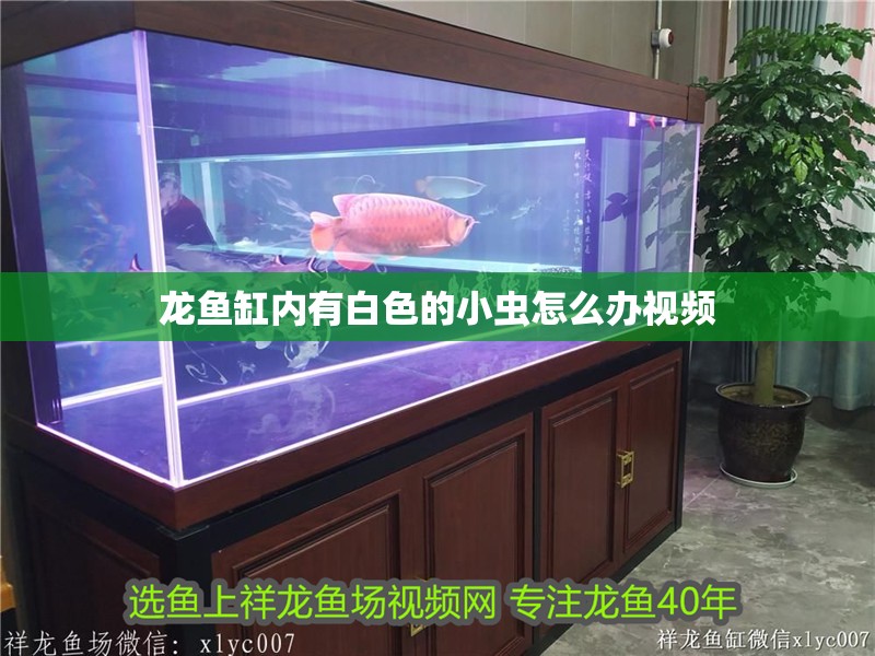 龍魚缸內有白色的小蟲怎么辦視頻