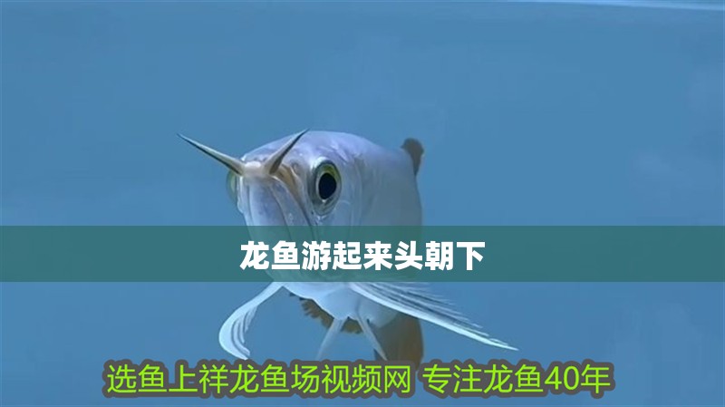 龍魚游起來頭朝下