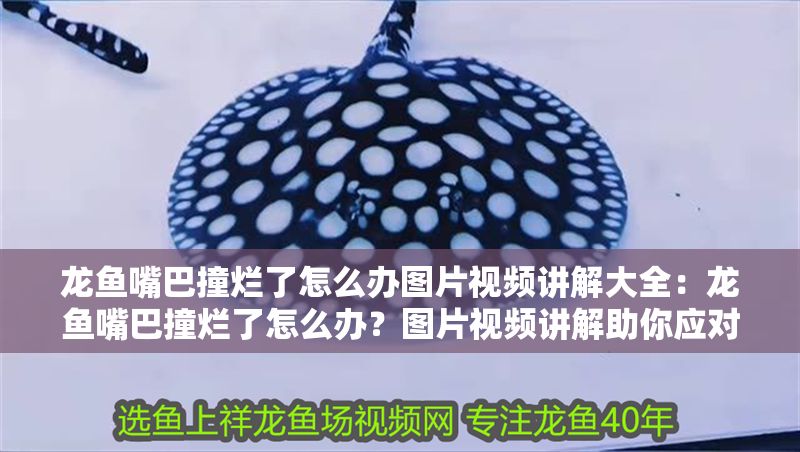 龍魚嘴巴撞爛了怎么辦圖片視頻講解大全：龍魚嘴巴撞爛了怎么辦？圖片視頻講解助你應對