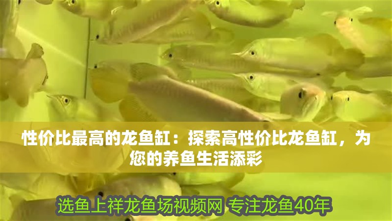 性價比最高的龍魚缸：探索高性價比龍魚缸，為您的養魚生活添彩