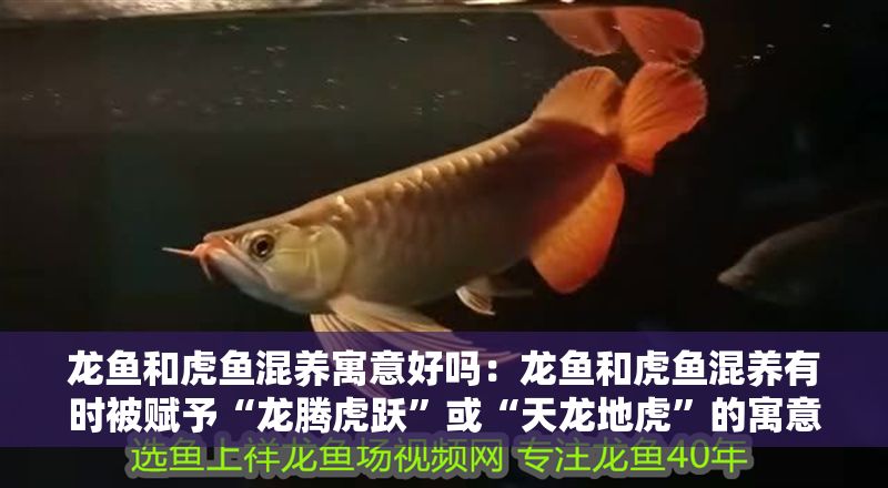 龍魚和虎魚混養寓意好嗎：龍魚和虎魚混養有時被賦予“龍騰虎躍”或“天龍地虎”的寓意
