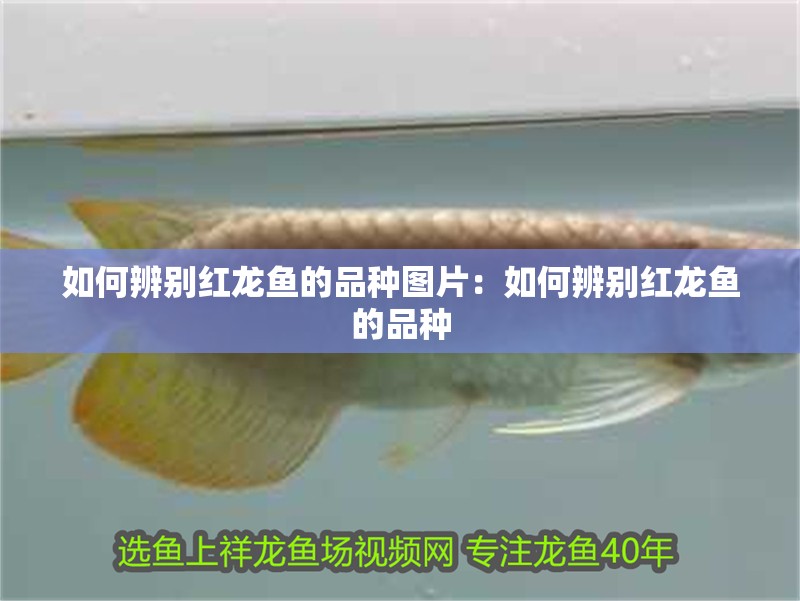 如何辨別紅龍魚的品種圖片：如何辨別紅龍魚的品種