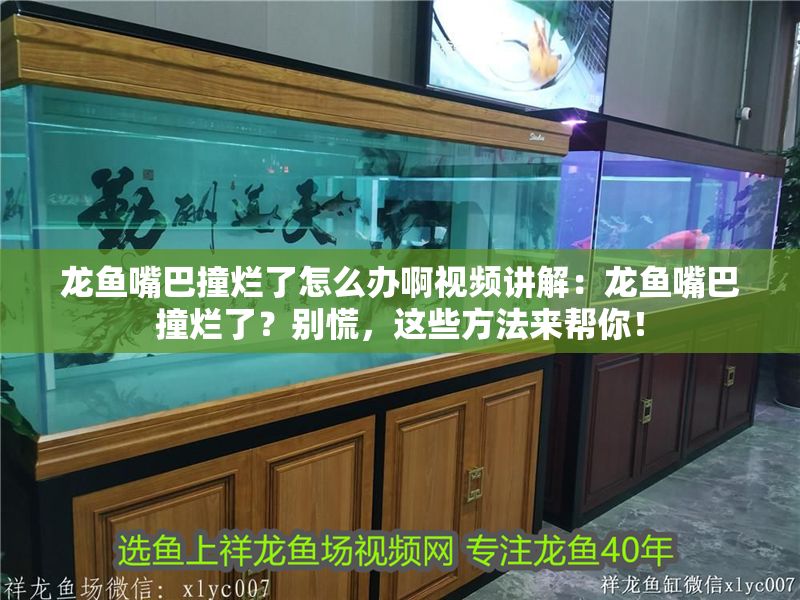 龍魚嘴巴撞爛了怎么辦啊視頻講解：龍魚嘴巴撞爛了？別慌，這些方法來幫你！