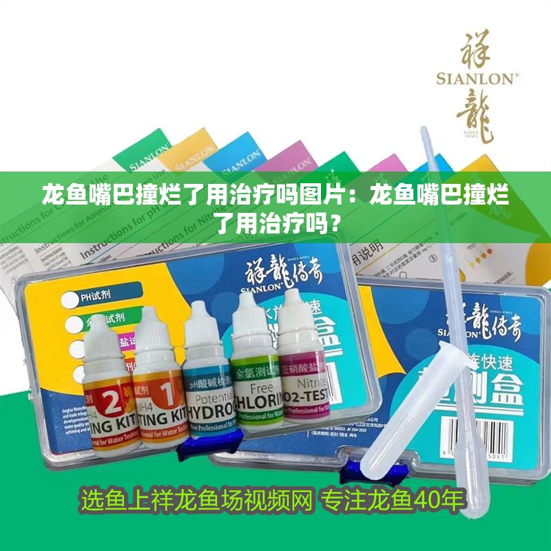 龍魚嘴巴撞爛了用治療嗎圖片：龍魚嘴巴撞爛了用治療嗎？