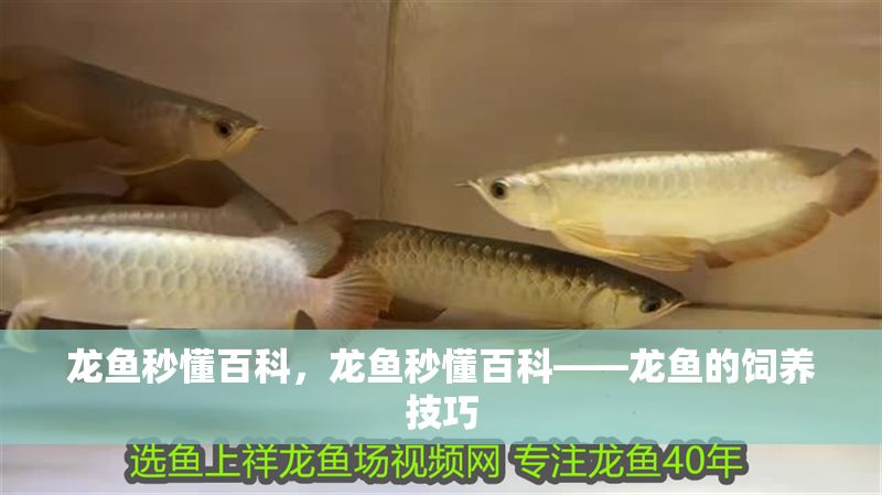 龍魚秒懂百科，龍魚秒懂百科——龍魚的飼養(yǎng)技巧