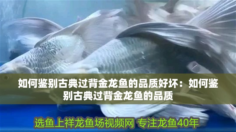 龍頭的朝向正確圖片 龍頭的朝向正確圖片 龍魚百科