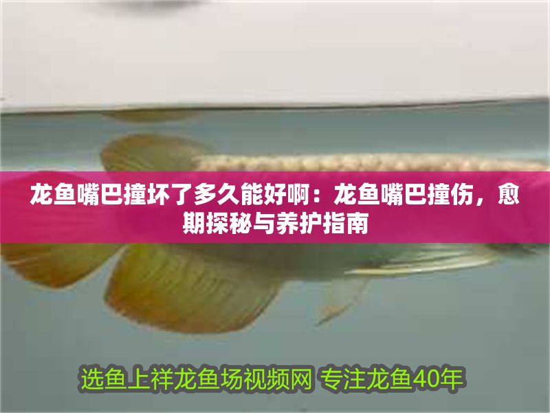 龍魚嘴巴撞壞了多久能好?。糊堲~嘴巴撞傷，愈期探秘與養護指南