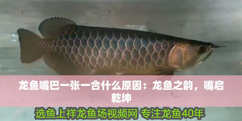 龍魚嘴巴一張一合什么原因：龍魚之韻，嘴啟乾坤