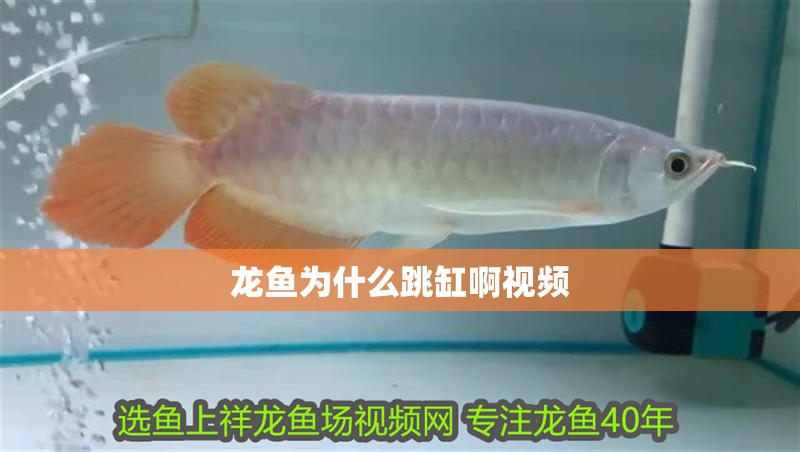 龍魚為什么跳缸啊視頻