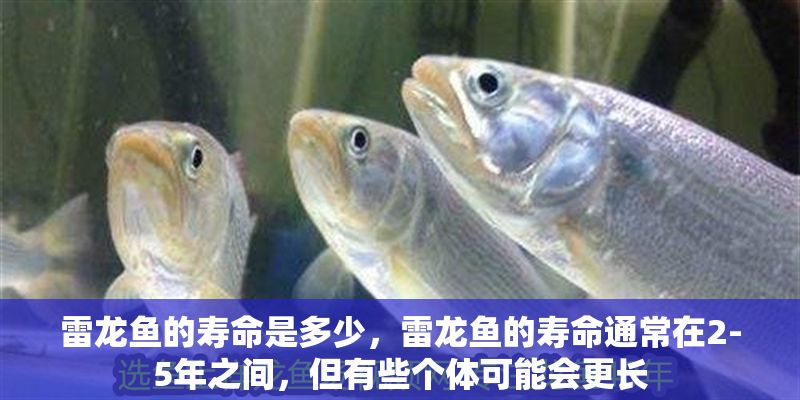 雷龍魚的壽命是多少，雷龍魚的壽命通常在2-5年之間，但有些個體可能會更長