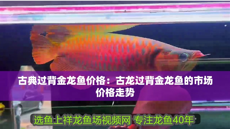 古典過背金龍魚價格：古龍過背金龍魚的市場價格走勢