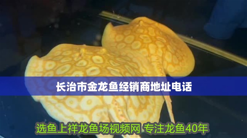長(zhǎng)治市金龍魚(yú)經(jīng)銷商地址電話