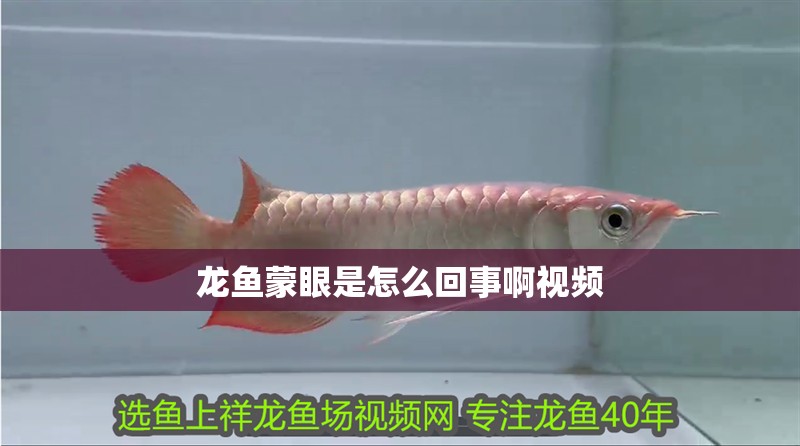 龍魚(yú)蒙眼是怎么回事啊視頻 龍魚(yú)蒙眼是怎么回事啊視頻 龍魚(yú)百科
