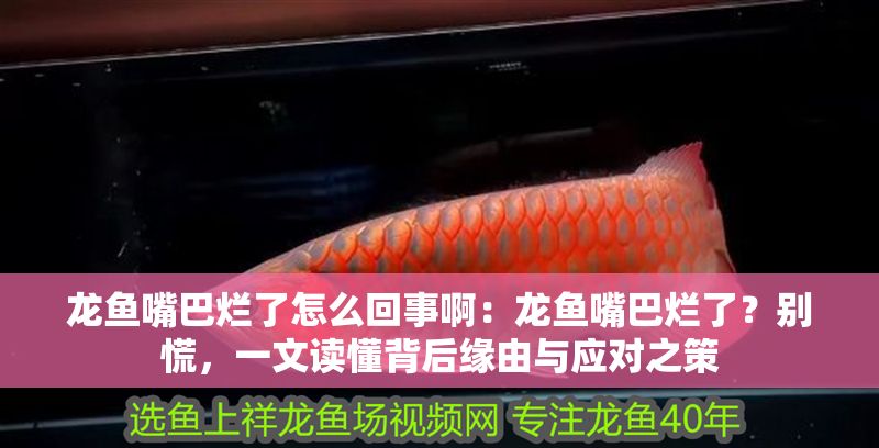 龍魚嘴巴爛了怎么回事啊：龍魚嘴巴爛了？別慌，一文讀懂背后緣由與應(yīng)對之策