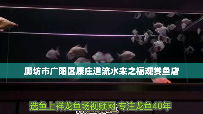 廊坊市廣陽區康莊道流水來之福觀賞魚店 廊坊市廣陽區康莊道流水來之福觀賞魚店 全國水族館企業名錄 第1張