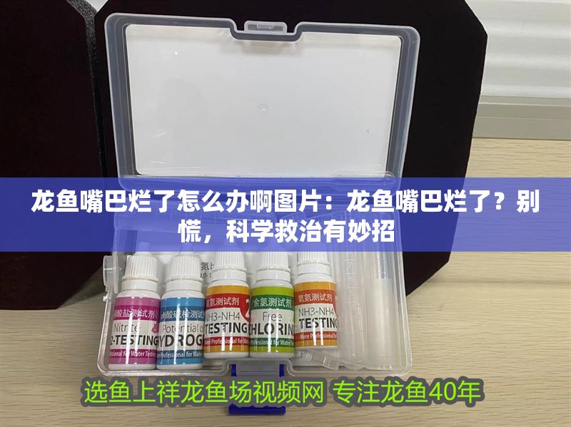 龍魚嘴巴爛了怎么辦啊圖片：龍魚嘴巴爛了？別慌，科學救治有妙招