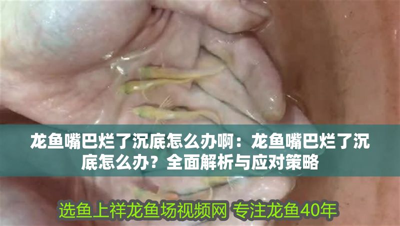 龍魚嘴巴爛了沉底怎么辦啊：龍魚嘴巴爛了沉底怎么辦？全面解析與應對策略