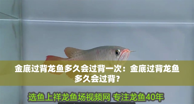 金底過背龍魚多久會過背一次：金底過背龍魚多久會過背？
