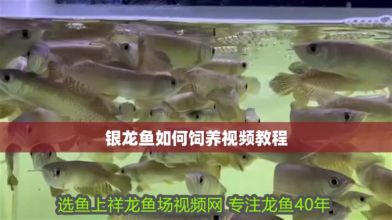 龍魚干蝦有營養(yǎng)嗎 銀龍魚如何飼養(yǎng)視頻教程 龍魚百科 銀龍魚如何飼養(yǎng)視頻教程 銀龍魚如何飼養(yǎng)視頻教程 龍魚百科