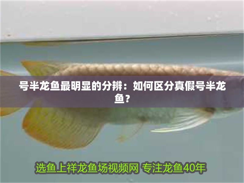 號半龍魚最明顯的分辨：如何區分真假號半龍魚？