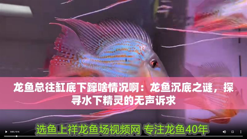 龍魚總往缸底下躥啥情況啊：龍魚沉底之謎，探尋水下精靈的無聲訴求