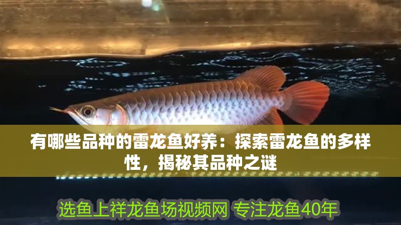 有哪些品種的雷龍魚好養：探索雷龍魚的多樣性，揭秘其品種之謎