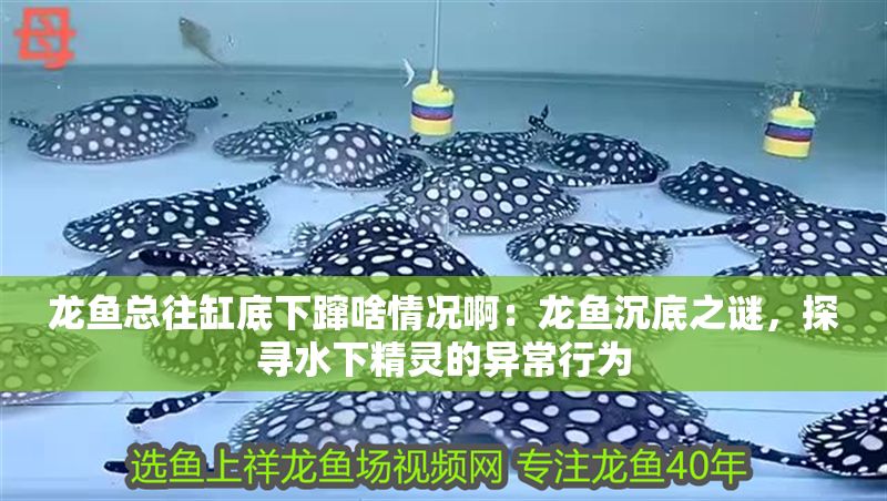 龍魚總往缸底下躥啥情況啊：龍魚沉底之謎，探尋水下精靈的異常行為