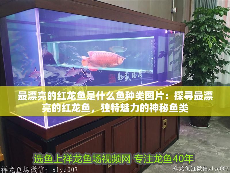 最漂亮的紅龍魚是什么魚種類圖片：探尋最漂亮的紅龍魚，獨(dú)特魅力的神秘魚類