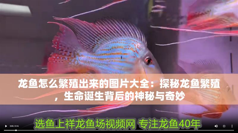 龍魚怎么繁殖出來的圖片大全：探秘龍魚繁殖，生命誕生背后的神秘與奇妙