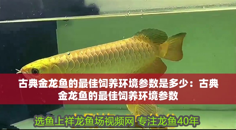 古典金龍魚的最佳飼養環境參數是多少：古典金龍魚的最佳飼養環境參數