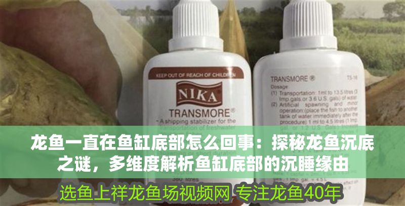 龍魚一直在魚缸底部怎么回事：探秘龍魚沉底之謎，多維度解析魚缸底部的沉睡緣由