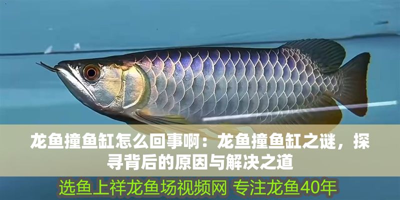 龍魚撞魚缸怎么回事啊：龍魚撞魚缸之謎，探尋背后的原因與解決之道