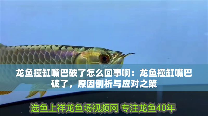 龍魚撞缸嘴巴破了怎么回事啊：龍魚撞缸嘴巴破了，原因剖析與應對之策