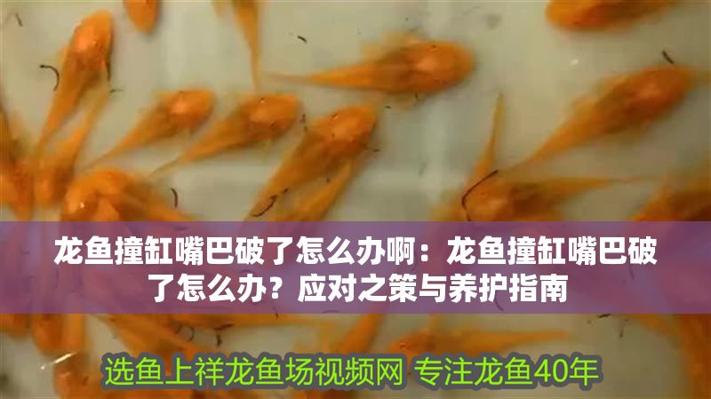 龍魚撞缸嘴巴破了怎么辦啊：龍魚撞缸嘴巴破了怎么辦？應對之策與養護指南