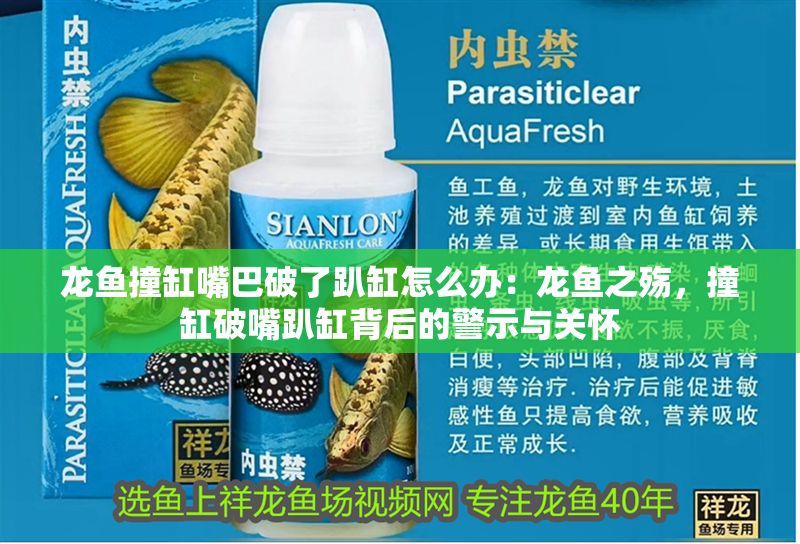 龍魚撞缸嘴巴破了趴缸怎么辦：龍魚之殤，撞缸破嘴趴缸背后的警示與關懷